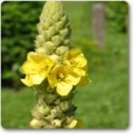Mullein� - Ground Cover