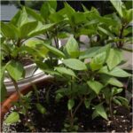 Thai Basil�