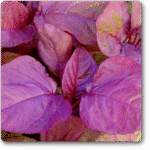 Red Amaranth, Red Cholai