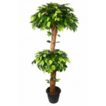 Artificial Ficus Double Topiary in Coffee Wood