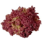 Lettuce Biscia Salad Bowl