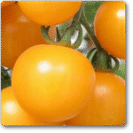 Tomato Oblate Yellow