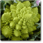 Broccoli Romanesco