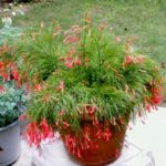 Russelia (Red)� - Ground Cover