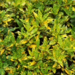 Croton Gold Dust (Small Leaves)- - Ground Cover