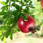 Pomegranate- Annar- Anar�