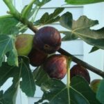 Anjeer- Common fig Fruit Plant - (21 Size Bag)