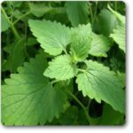 Catnip- Catmint- Nepta - Ground Cover