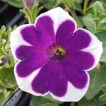 Petunia (Violet with White Strip) - Ground Cover