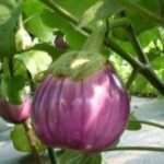 Brinjal ppr