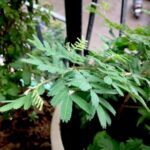Prosopis Cineraria- Shami- Sami� - Medicinal Plant