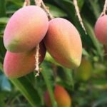 Mango Amrapali- Aam Amrapali�