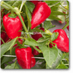 Pepper Sky BOR 10 -Indian Vegitables