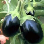 Brinjal F1 Dipansh Black Round
