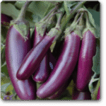 Brinjal F1 Purple Long -Indian Vegitables