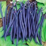 Climbing Beans Violette Exotic Vegetable Seeds