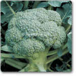 Brocoli Waltham 29 Exotic Vegetable Seeds