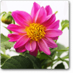 Dahlia (Pink) - Ground Cover