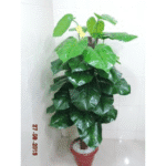 Artificial Plant 1803 C