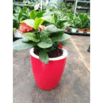 Red-White Self Watering Hanging Planter Flower Pot
