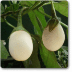 Brinjal F1 Hybrid White -Indian Vegitables