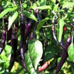 Chilli F1 Hybrid Deep Kali 6 -Indian Vegitables