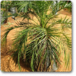 Pygmy Date Palm, Phoenix Roebelenii Pal