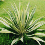 Furcraea Gigantea Striata- Furcraea Foetida�