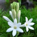 Polianthes Tuberosa (Lilly flower)