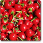 Hot Pepper Round Shaji 115 -Indian Vegitables