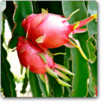 Dragon Fruit- Ajagar Phal�