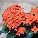 Ixora dwarf (Orange)