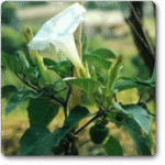 Datura- Dhatura - Medicinal Plant