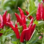 Chilli F1 Hybrid Jinni No 2 -Indian Vegitables