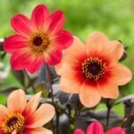 Dahlia (Any Color) - Ground Cover