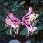 Honeysuckle- Lonicera (Pink Lemonade