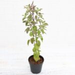 Krishna Tulsi- Tulsi ( Black ) - Medicinal Plant