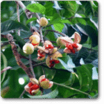 Amoora Rohituka - Medicinal Plant