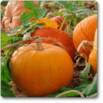 Pumpkin F1 Hybrid SS-12