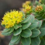 Golden Root- Rhodiola rosea - Succulent - Ground Cover