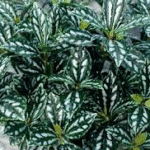 Pilea Cadierei- Pilea Aluminium- Waterme - Ground Cover