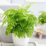 Adiantum Raddianum- Maidenhair Fern�