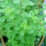 Origanum Majorana- Marjoram- Marwa - Medicinal Plant