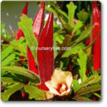 Okra Red Burgundy -Indian Vegitables