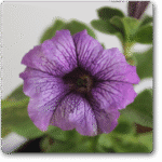 Petunia (Purple Shaded) - Ground Cover