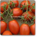 Tomato Imp UC 82 -Indian Vegitables