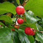 Flacourtia inermis lovi lovi