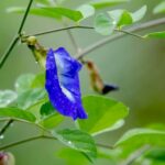 Clitoria Ternatea- Gokarna (Blue) - Medicinal Plant