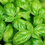 Basil Leaf Italian Broad