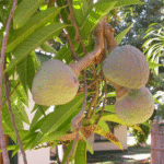 Annona Reticulata- Ram phal - Medicinal Plant